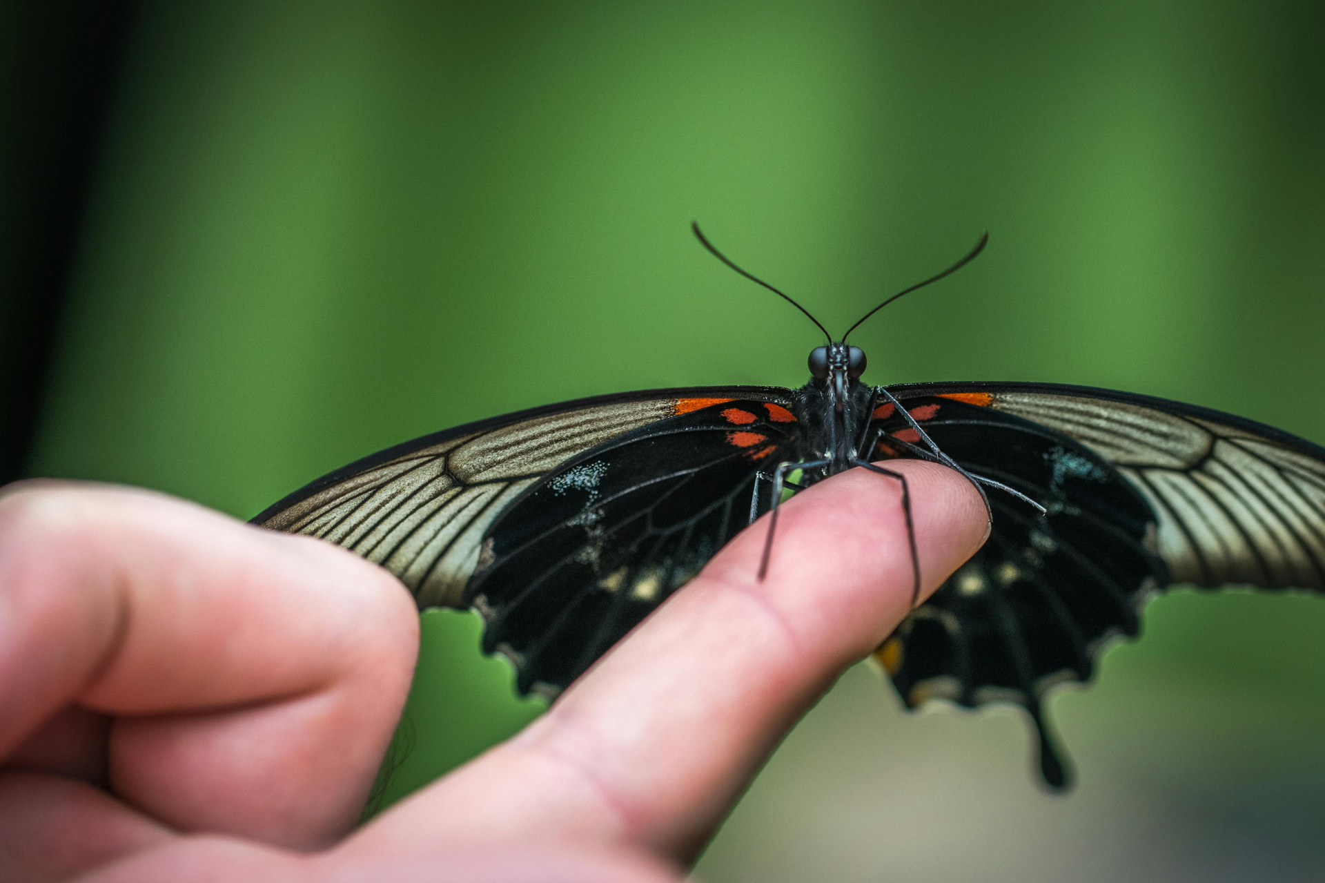 Een vlinder rust op een vinger – symbool voor innerlijke rust, heling en de transformatie die kinesiologie in gang zet